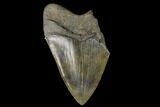 Partial Fossil Megalodon Tooth - Serrated Blade #130011-1